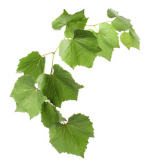 Obraz premium Grape branch with leaves isolated on white