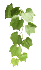 Obraz premium Grape branch with leaves isolated on white