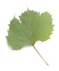 Obraz premium One green grape leaf isolated on white