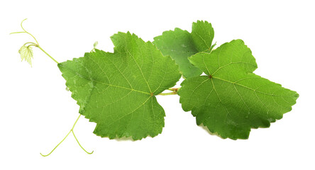 Obraz premium Grape branch with leaves isolated on white