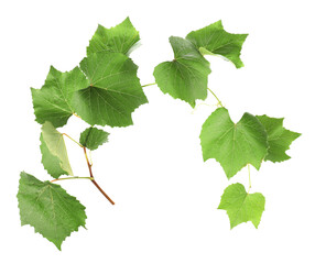 Obraz premium Grape branch with leaves isolated on white