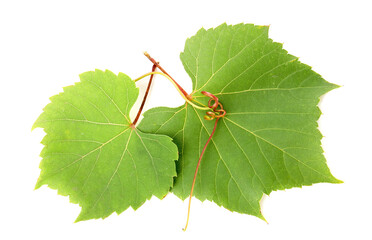 Obraz premium Two green grape leaves and tendril isolated on white, top view