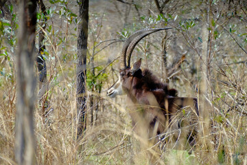 Sable antelope standing in dry bush and tall grass © Kamil