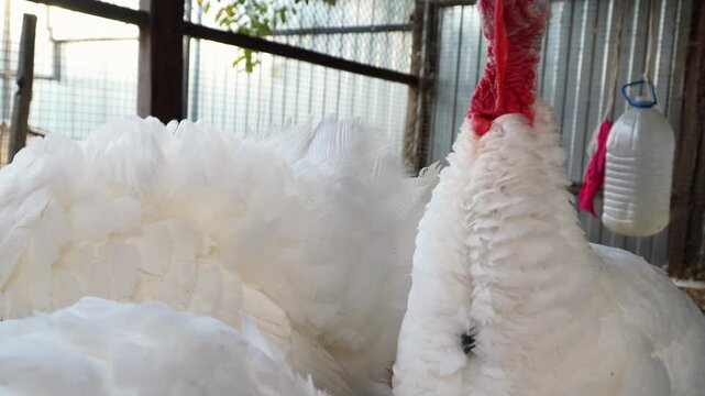 Flock of curious white domestic turkeys walking together on an organic livestock agriculture farm yard outdoors. Inquisitive poultry herd exploring countryside ranch corral during traditional rustic. 