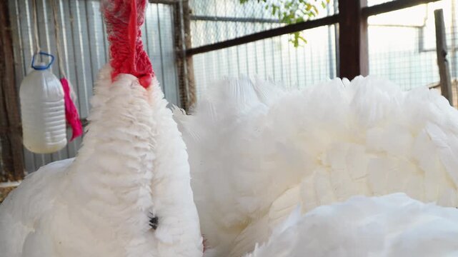 Flock of curious white domestic turkeys walking together on an organic livestock agriculture farm yard outdoors. Inquisitive poultry herd exploring countryside ranch corral during traditional rustic. 