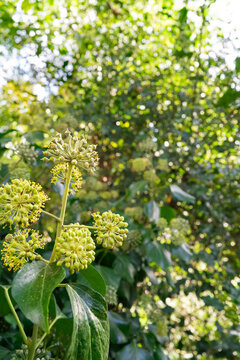 Common ivy flowering with green leaves and umbel blossoms in autumn garden background