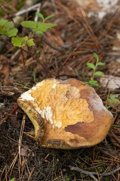 Vertical. A porcini mushroom with a distinctive cap texture and a complex spore-bearing surface, showing teeth marks from rodents that fed on it.