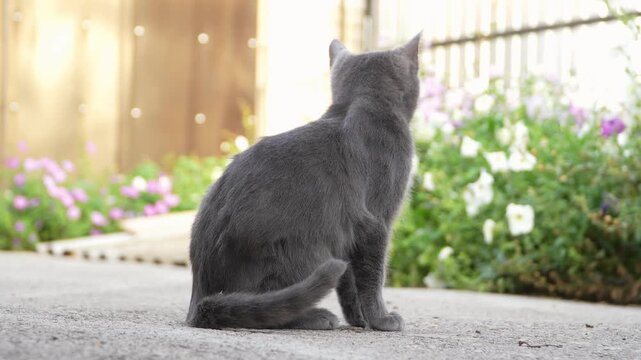 Cute gray domestic kitten pet resembling a Russian Blue cat sitting on a concrete path outdoors, looking around, scratching and grooming fur. Adorable shorthand companion animal wash body care. 