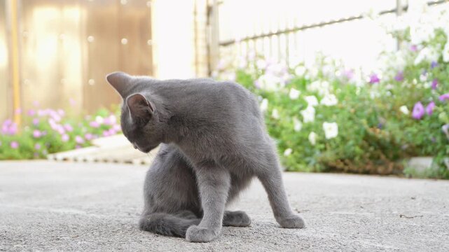 Cute gray domestic kitten pet resembling a Russian Blue or Korat cat sitting on a concrete pathway street outdoors and licking its soft fur coat. Adorable young shorthand companion animal cleaning. 