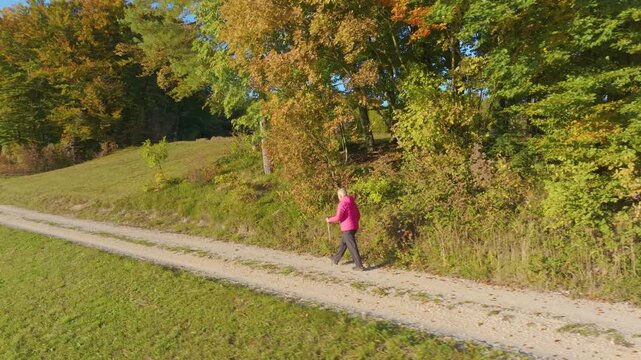 AERIAL: An active elderly woman hikes with walking poles along sunny gravel country road beside green meadow and colorful autumn forest. Healthy senior enjoying outdoor recreation in rural Slovenia.