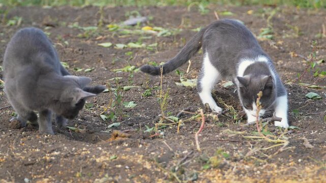 Two domestic cats digging and burying their poop in a dirt ground soil patch outdoors. Fluffy gray kitten and black white cat scraping earth with paws, hiding feces tracks after using outdoor toilet.