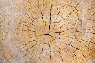 Fototapeta premium Natural Wood Cross Section with Tree Rings and Cracks