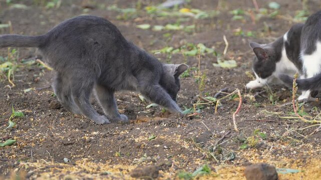 Two domestic cats digging and burying their poop in a dirt ground soil patch outdoors. Fluffy gray kitten and black white cat scraping earth with paws, hiding feces tracks after using outdoor toilet.
