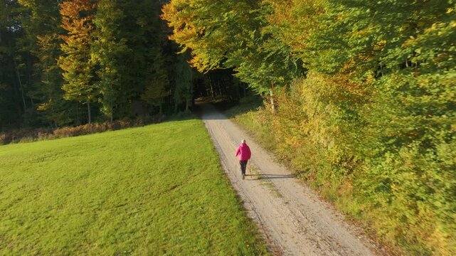 AERIAL: Rear view of an elderly woman hiking with walking poles toward a shaded autumn forest. Gravel lane runs between a sunlit meadow and colorful woodland. Active senior recreation in fall season.