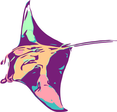 vector illustration of a sting ray