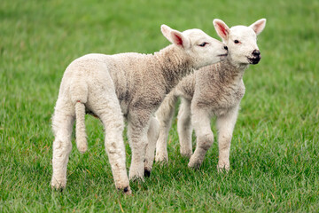 Fototapeta premium Lambing time in the Yorkshire Dales, UK, with two very young lambs in lush green meadow. One lamb is snuggling up to the other lamb's face. Facing front. Horizontal. Copy space