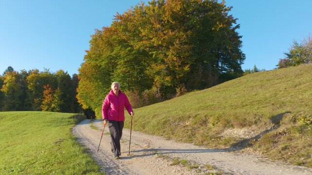 AERIAL, CLOSE UP: Active senior woman hikes with walking poles along gravel country road between meadow and autumn forest. Warm sunlight highlights the colorful foliage and peaceful rural landscape.