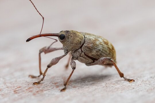 Macro close-up shot of a tiny Chestnut weevil, Curculio elephas insect with a long snout standing on a neutral surface in natural light wildlife