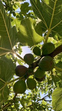 Fresh green and purple figs growing on a tree branch under bright sunlight in a summer garden