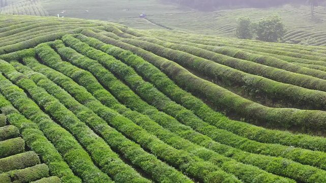 Aerial View of Lush Green Tea Plantation Rows on Rolling Hills