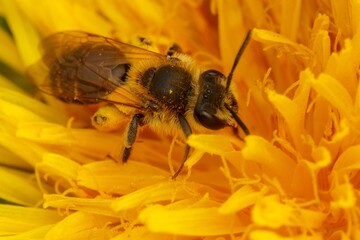 Closeup on a female Orange-tailed mining bee, Andrena haemorrhoa feeding on a yellow dandelion flower, Taraxacum officinale © Henk