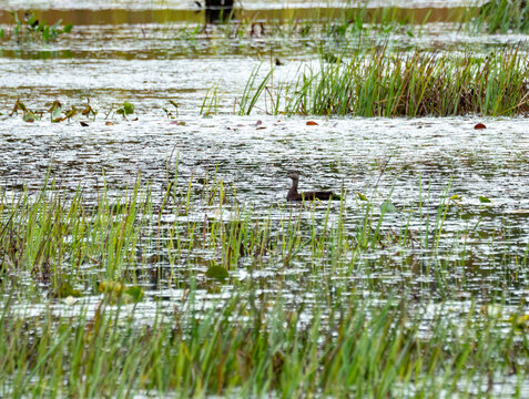 an american black duck swimming amoung the grasses