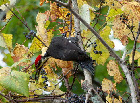 a pileated woodpwcker eating grapes