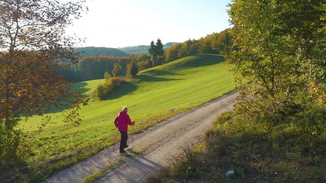 AERIAL, LENS FLARE: Senior woman walks with poles along winding gravel road overlooking rolling meadows and autumn forest. Outdoor exercise in warm golden light with a scenic view of distant hills.