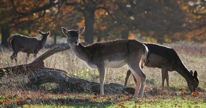 Fallow deer herd grazing in a sunlit meadow during autumn, with one deer looking directly at the camera while others feed on the dry grass and fallen leaves in their natural woodland habitat