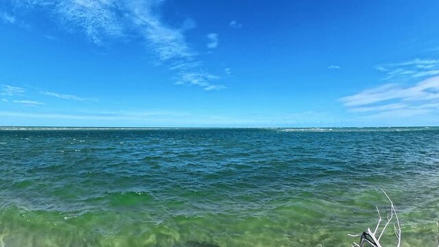  leftward pan reveals coastal water beyond submerged branches in this 4K video.
