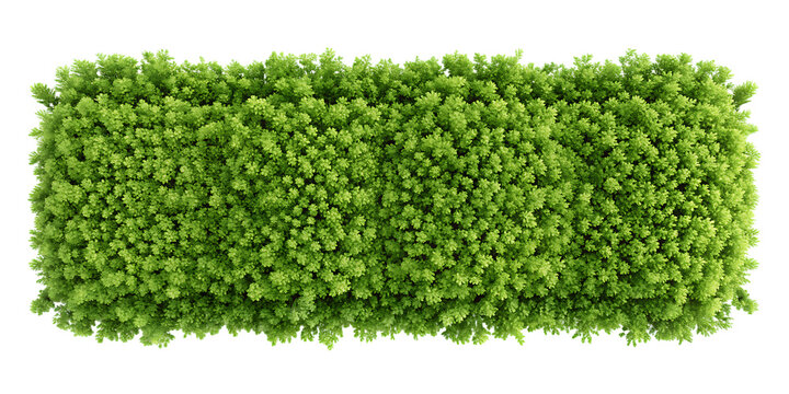 Green hedge on black background bush plants leaves