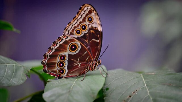 Side View of Brown Butterfly Resting on Green Foliage