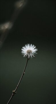 Single white flower on a stem against a blurred dark background  