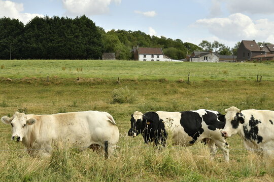Vaches laiti&egrave;res dans un pr&eacute; pr&egrave;s d'une ferme &agrave; &Eacute;caussinnes-d'Enghien (Soignies)