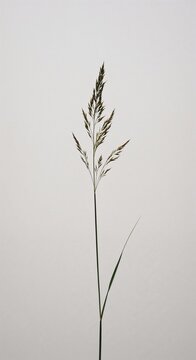 Single tall grass stem with seed heads on a plain background  