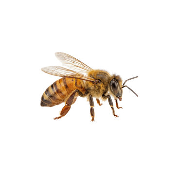 Honeybee isolated on transparent background, detailed view of insect anatomy