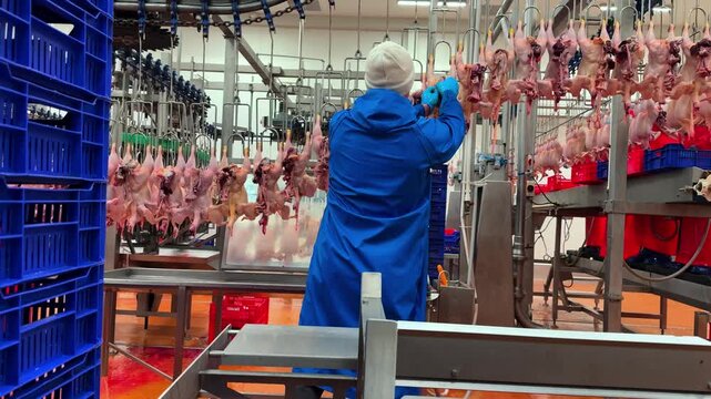 Workers process chickens in a facility in an industrial setting poultry slaughterhouse