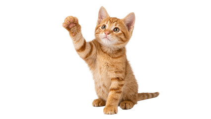 Orange tabby kitten raising paw, isolated on transparent background © Cian