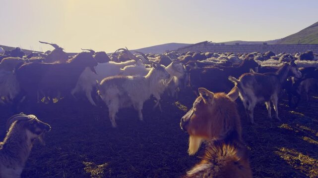 Goats gather in a field at sunset with mountains in the background