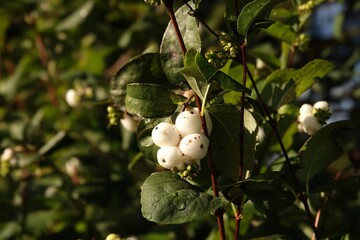 Zbliżenie na charakterystyczne, okrągłe białe owoce śnieguliczki rosnące w gęstwinie zielonych liści. Zdjęcie wykonane w ciepłym, naturalnym świetle ukazuje drobne detale rośliny.  © tomo81