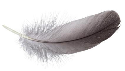 Delicate grey bird feather with fluffy barbs, isolated on transparent background © Cian