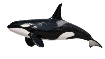 Glossy black and white orca whale, isolated on transparent background © Cian