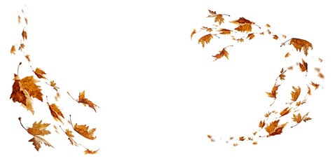 Obraz premium leaf leaves frame isolated autumn winter season background falling fall platanus tree wid air w