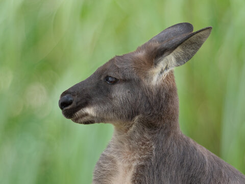 Profile portrait of a kangaroo on a blurred green background.