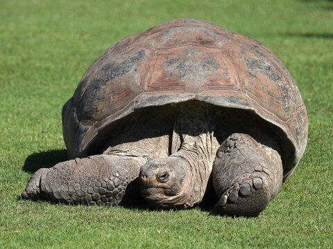 Vue rapproch&eacute;e d'une tortue g&eacute;ante des Galapagos se reposant seule sur une aire couverte d'herbe verte dans un parc zoologique.