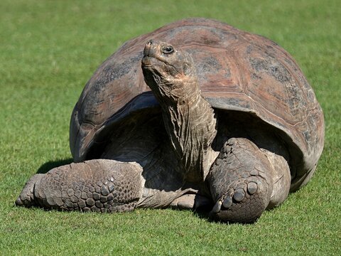 Vue rapproch&eacute;e d'une tortue g&eacute;ante des Galapagos se reposant seule sur une aire couverte d'herbe verte dans un parc zoologique.