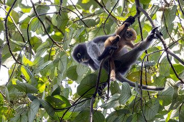Dusky Langur Mother with Her Golden Infant © Kaitlind