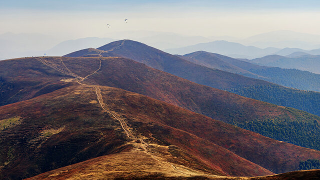Autumn landscape, panorama, banner - a scenic, harsh autumn view of mountains with low-growing berry bushes in the Carpathians in Ukraine, Borzhava meadow, view from Velykyi Verkh Mountain towards mou