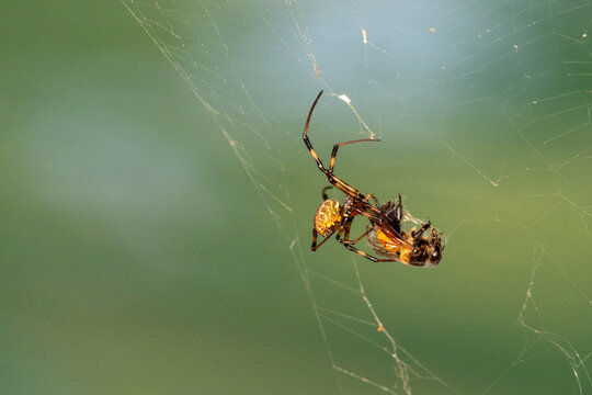 Orb Weaver Spider Feeding on a Bee in Its Web