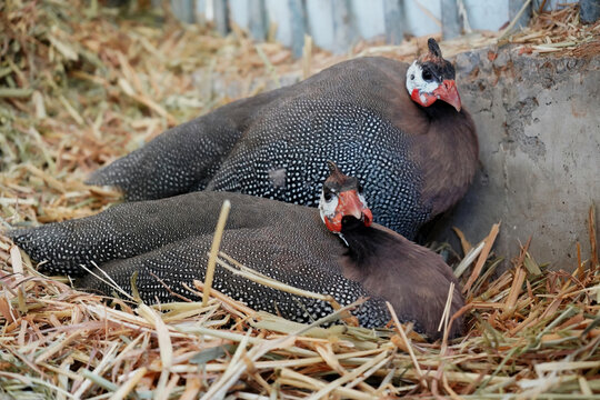 Two helmeted guinea fowl resting together on straw in a barn